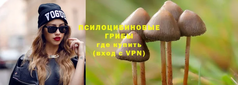 omg ТОР  Белово  Галлюциногенные грибы Psilocybine cubensis 