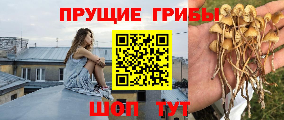 Псилоцибиновые грибы Psilocybine cubensis Белово